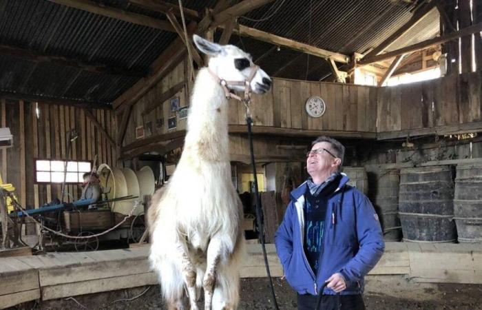 Un lama addestrato nella Loira Atlantica ruba (quasi) i riflettori ad Alex Lutz su France 2