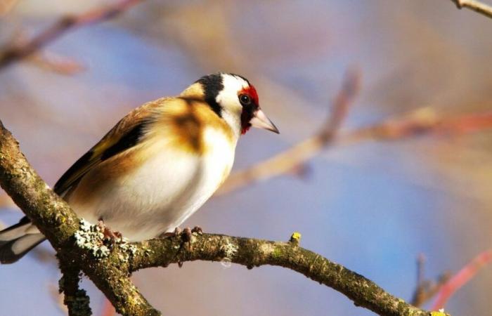 Cos’è questo colorato e poco conosciuto uccello da ammirare nel vostro giardino a dicembre?