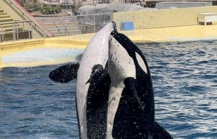 Marineland chiude definitivamente ad Antibes