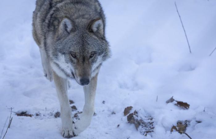 Il lupo, una specie meno protetta