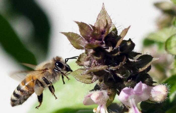 un'ape riscoperta nell'Île-de-France dopo più di 50 anni di assenza