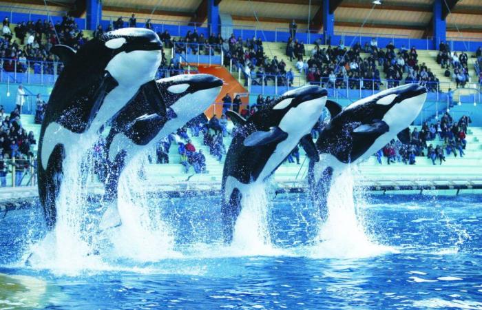 “Non abbiamo altra scelta, agiamo secondo la legge”: cosa c’è da sapere dopo l’annuncio della chiusura definitiva di Marineland ad Antibes