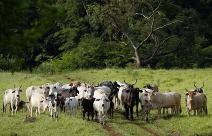 Il D-Day per il Mercosur è in arrivo?