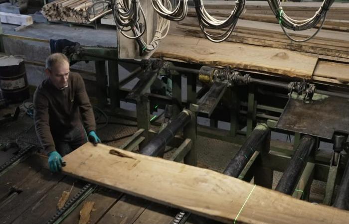 segarono querce per ricostruire la struttura della cattedrale