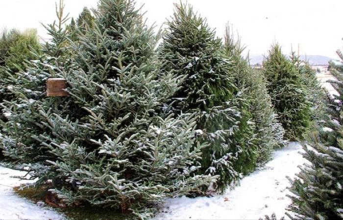 La siccità e il caldo minacciano il futuro degli abeti balsamici, apprezzati a Natale