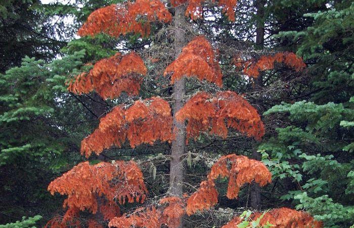 La siccità e il caldo minacciano il futuro degli abeti balsamici, apprezzati a Natale