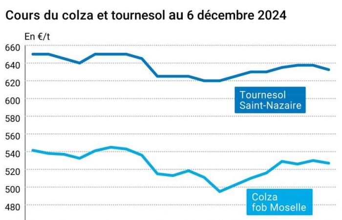 COTidienne | Semi oleosi – Evoluzione dei prezzi dei semi oleosi in ordine sparso sul mercato mondiale