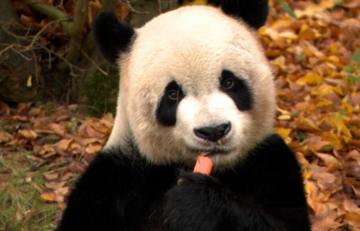 “È uno degli elementi essenziali”: l’incredibile impatto dei panda per Pairi Daiza e il turismo vallone