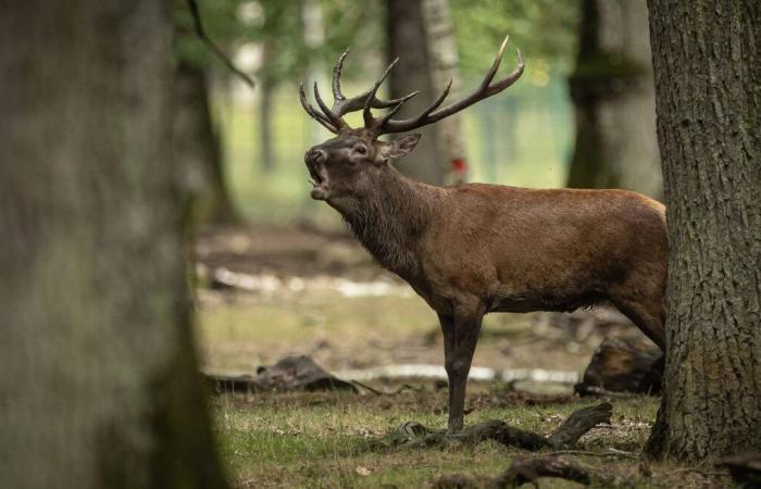 Emozione e indagine aperte dopo l'uccisione di un maestoso cervo durante una battuta di caccia