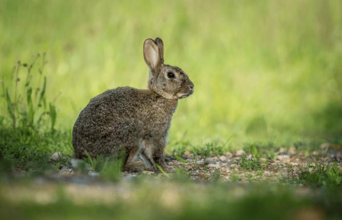 Haute-Vienne: i cacciatori affrontano il declino della selvaggina piccola