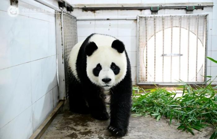 Pairi Daiza: Tian Bao, Bao Di e Bao Mei hanno messo piede in Cina! (immagini)