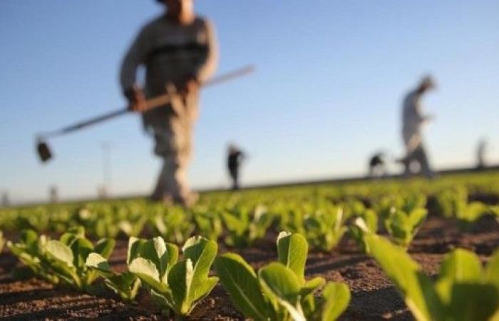 L’OCSE prevede un’accelerazione della crescita economica del 4% nel 2025 in Marocco – AgriMaroc.ma