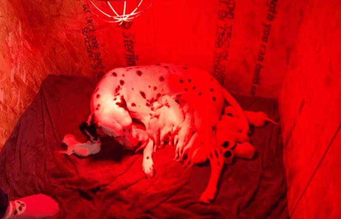 “I cuccioli hanno cominciato ad uscire, non si è fermato”: un dalmata eguaglia il record del mondo con 19 cuccioli