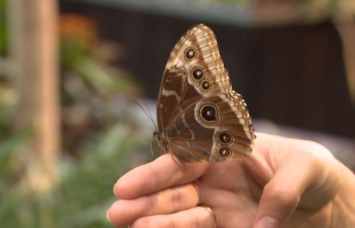 Mostra vivente: Farfalle in volo al Canadian Museum of Nature fino al 4 gennaio 2026