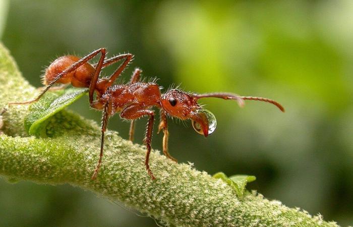 Perché l’efficacia della formica rossa “impresario di pompe funebri” dovrebbe ispirarci