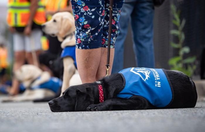 Una svolta a Montreal è una fonte di speranza per le persone che hanno perso la vista