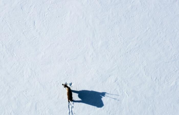 Una nuova area protetta per gli indigeni nello Yukon