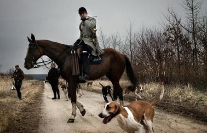 inchiesta interna aperta dopo la strage sospetta di un cervo nell'Orne