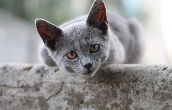 “Ho notato che i gatti stavano scomparendo nel villaggio”: il traffico di animali domestici è dilagante nell'Ariège?