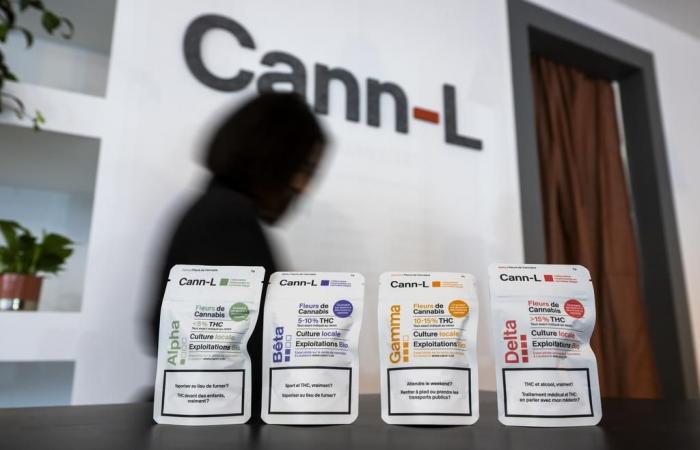 Il progetto pilota Cann-L vende 10 kg di cannabis al mese