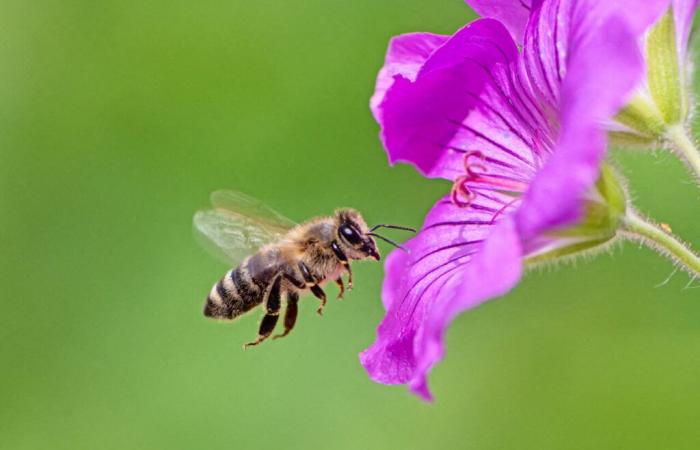 Mosa. Una scuola alternativa ottiene il secondo posto nel concorso regionale per la biodiversità