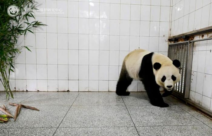 Pairi Daiza: Tian Bao, Bao Di e Bao Mei hanno messo piede in Cina! (immagini)