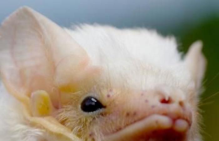 Questo pipistrello in miniatura ha le dimensioni di un calabrone