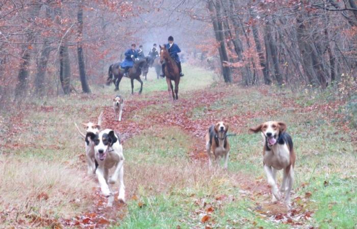 La compagnia di caccia francese apre un’indagine interna dopo la morte di un cervo nell’Orne