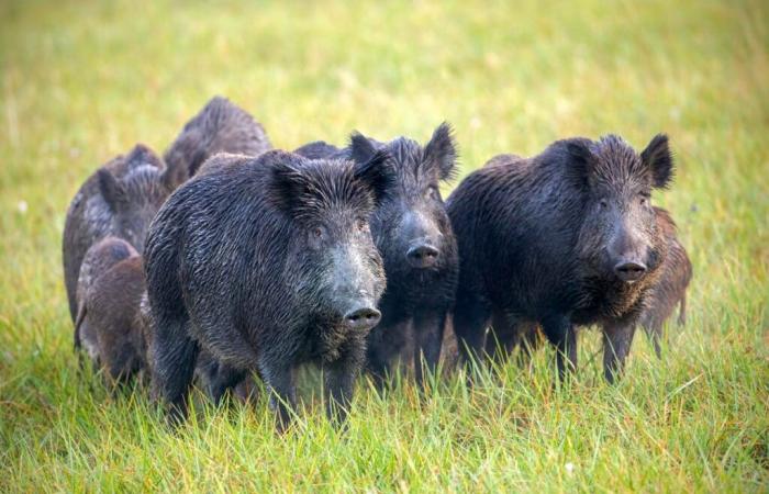 Scontri stradali, giardini ribaltati, cane sventrato, cinghiali terrorizzano una piccola cittadina del Gard!