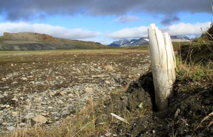 Nell’Artico, gli incendi sono in aumento e contribuiscono al circolo vizioso del cambiamento climatico