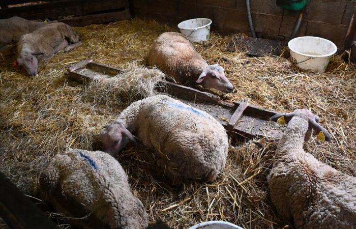 “È l’equivalente del Covid”. Le drammatiche conseguenze della febbre catarrale sugli allevamenti del Tarn