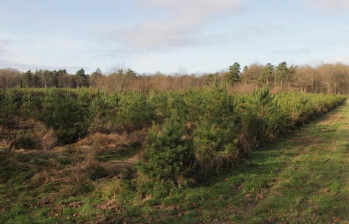 Il futuro incerto della foresta dell'Orne