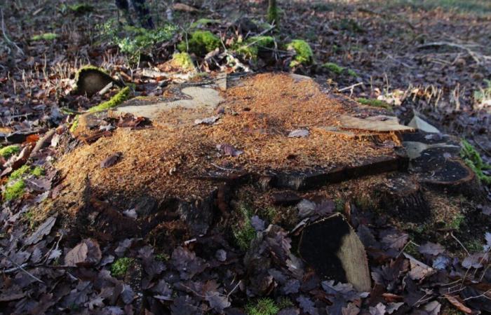 Il futuro incerto della foresta dell'Orne