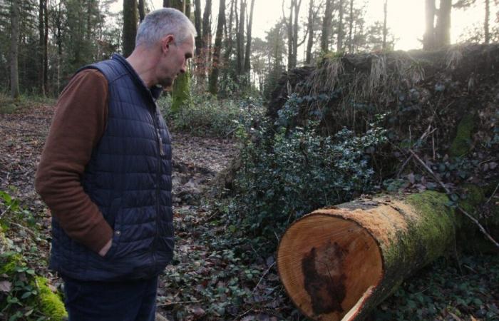 Il futuro incerto della foresta dell'Orne