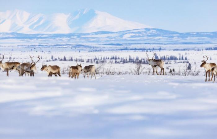 La tundra artica diventa fonte di emissioni di anidride carbonica