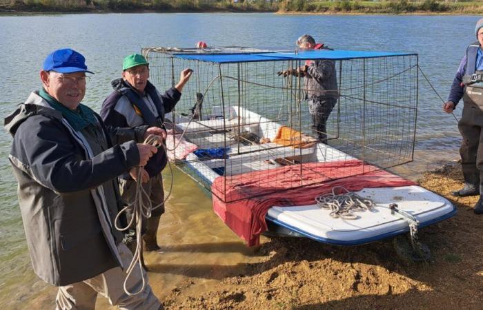 gabbie per proteggere i pesci dai cormorani