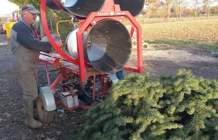 Perpetua lo spirito del Natale con i suoi alberi prodotti nel Tarn-et-Garonne