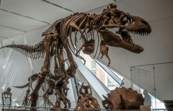 Asta di fossili di dinosauro per 12,4 milioni di sterline