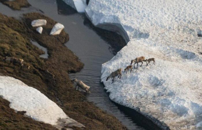 L’Alaska è vittima e carnefice del clima. Trump 2.0 peggiorerà le cose