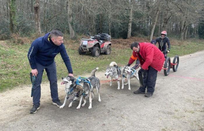 Centinaia di cani si sono riuniti a Le Mans per le gare di slitta