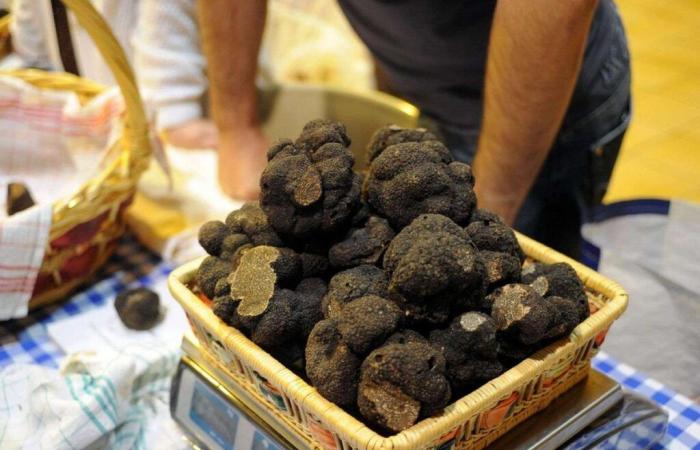 Lot-et-Garonne. Il diamante nero è tornato per le vacanze