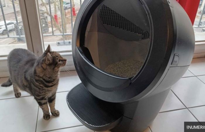 Test Whisker Litter-Robot 4: un'efficace lettiera connessa per dimenticarsi delle faccende domestiche