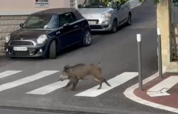 Un cinghiale infuriato ferisce due persone, carica un'auto e spacca finestre nel centro di Grasse