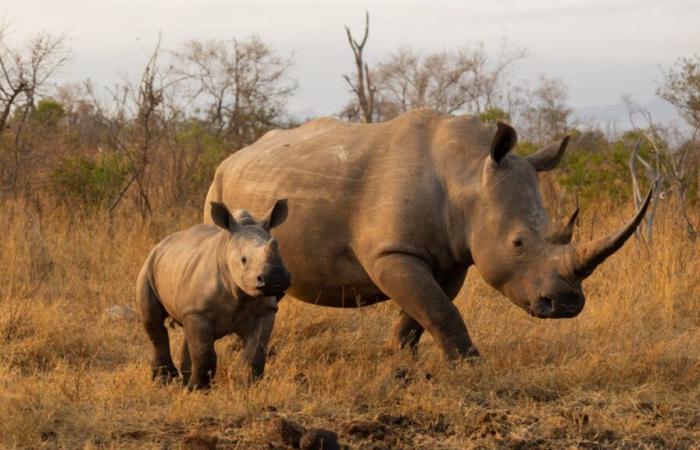 i cianobatteri, tossici per l’uomo, uccidono rinoceronti, aquile e zebre