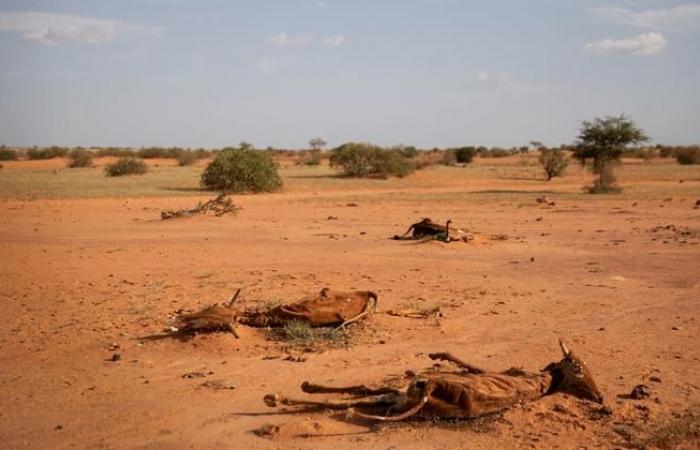 Si conclude a Riyadh la conferenza sulla desertificazione senza raggiungere un accordo sulla lotta alla siccità