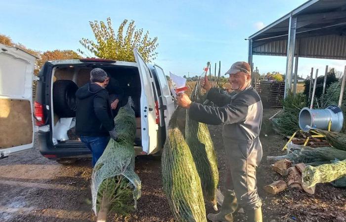 Perpetua lo spirito del Natale con i suoi alberi prodotti nel Tarn-et-Garonne