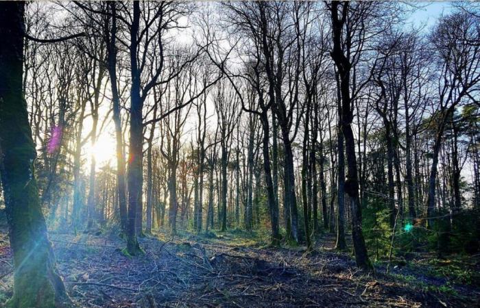 Il futuro incerto della foresta dell'Orne