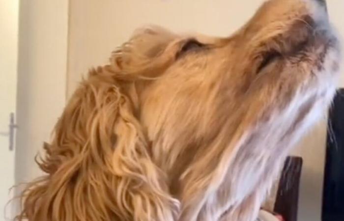 Questo cane canta non appena sente la sua canzone preferita di Edith Piaf (video)