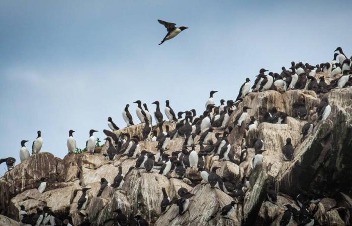 In Alaska, un’ondata di caldo ha spazzato via milioni di uccelli marini