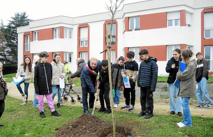 Gli studenti delle scuole medie piantano un’albizia al Genêts d’Or di Plouha